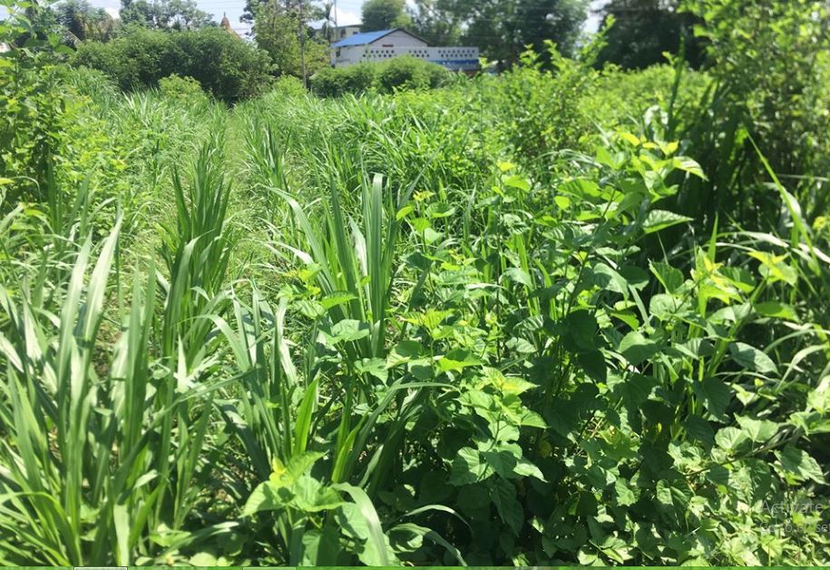 व्यावसायिक पशुपालनसँगै डाँलेघाँसका बिरुवाको माग बढ्दो